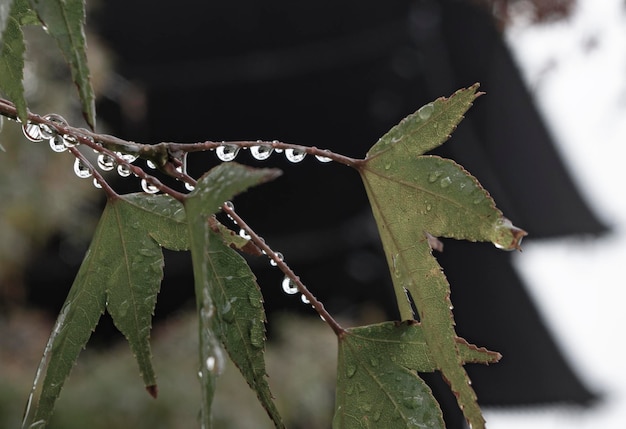 Photo vue rapprochée des feuilles humides des plantes pendant la saison des pluies