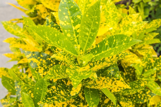 Vue rapprochée des feuilles jaunes de la plante