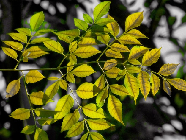 Photo vue rapprochée des feuilles jaunes de la plante