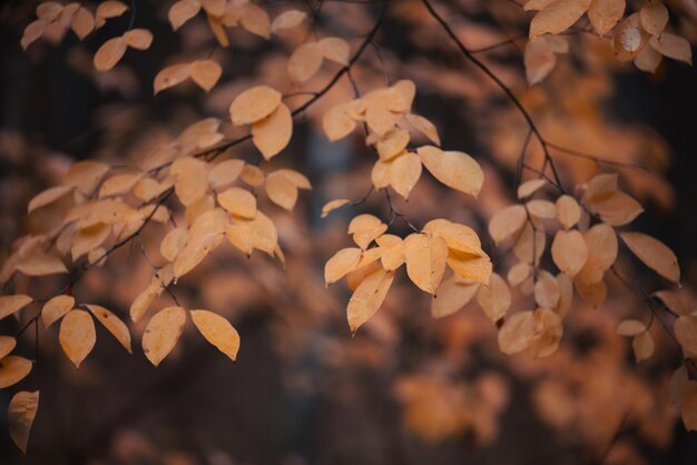 Vue rapprochée des feuilles jaunes vifs sur les arbres en automne Les couleurs vives de l'automne Le temps nuageux et pluvieux