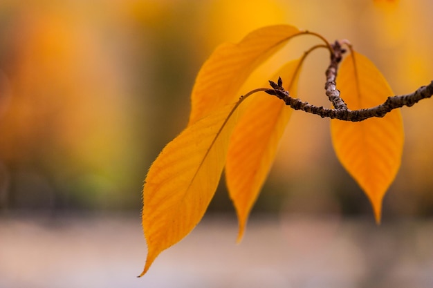 Vue rapprochée des feuilles jaunes