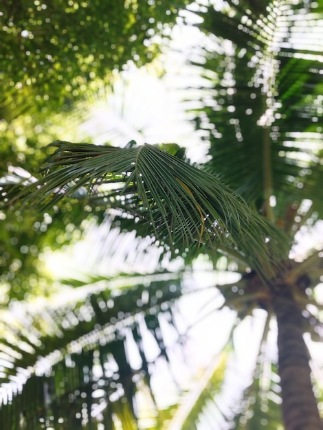 Photo vue rapprochée des feuilles mouillées sur l'arbre