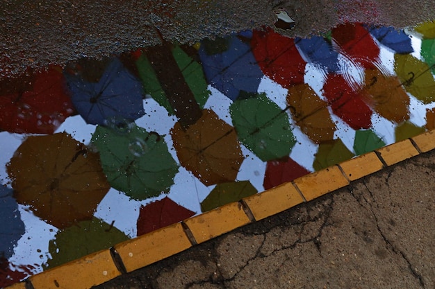 Vue rapprochée des feuilles multicolores