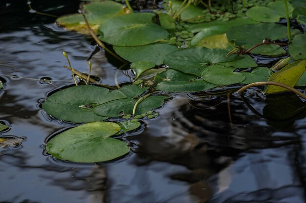 Vue rapprochée des feuilles de nénuphar dans le lac