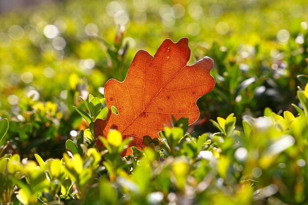 Vue rapprochée des feuilles d'orange sur l'arbre en automne