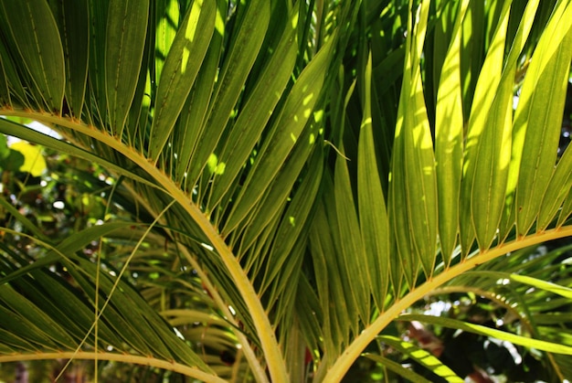 Photo vue rapprochée des feuilles de palmier