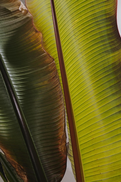 Vue rapprochée des feuilles de palmiers tropicaux exotiques verts Arrière-plan de la nature d'été