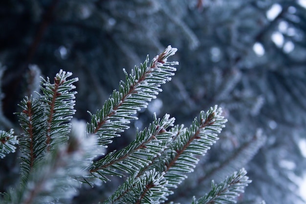 Vue rapprochée des feuilles de pin en hiver