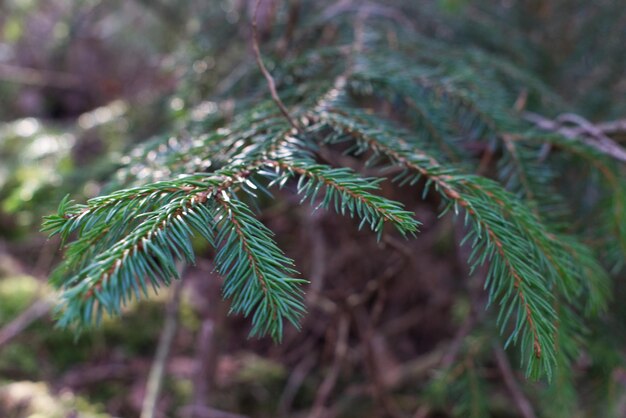 Vue rapprochée des feuilles de pin