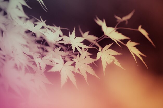 Photo vue rapprochée des feuilles de la plante