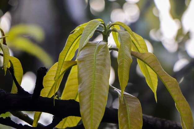 Vue rapprochée des feuilles de la plante