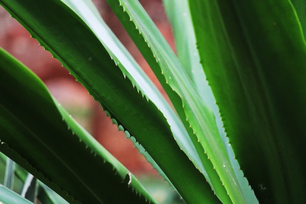 Une vue rapprochée des feuilles des plantes d'agave vert