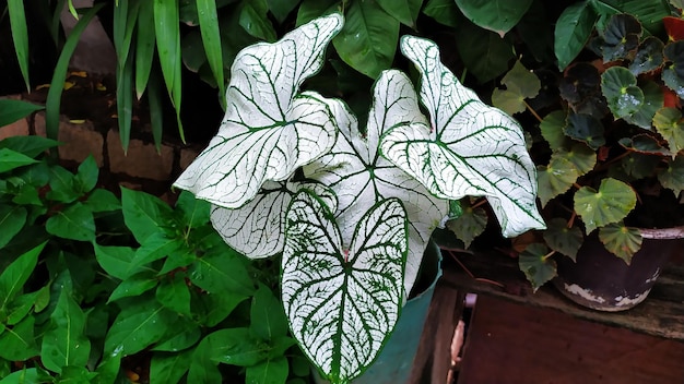 Photo vue rapprochée des feuilles de plantes à fleurs blanches