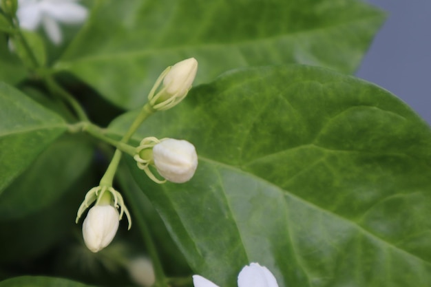 Photo vue rapprochée des feuilles de plantes à fleurs blanches