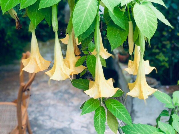 Photo vue rapprochée des feuilles de plantes à fleurs jaunes