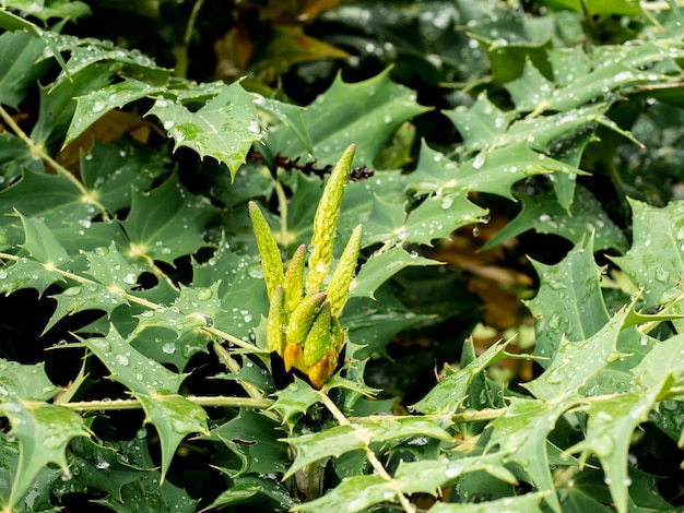 Vue rapprochée des feuilles de plantes humides