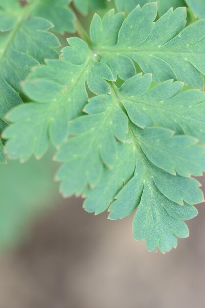 Photo vue rapprochée des feuilles de plantes humides