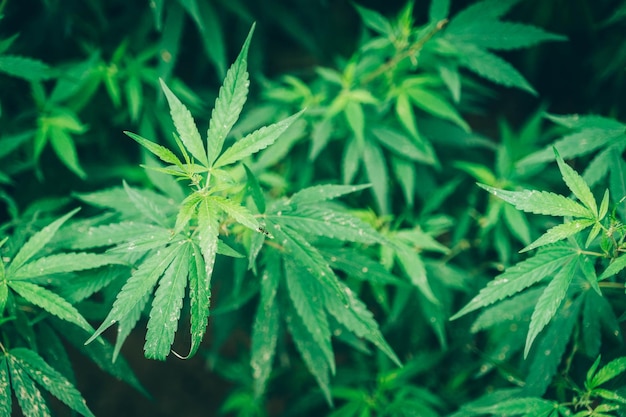 Vue rapprochée des feuilles de plantes humides