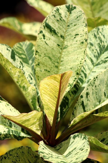 Vue rapprochée des feuilles des plantes de jardin