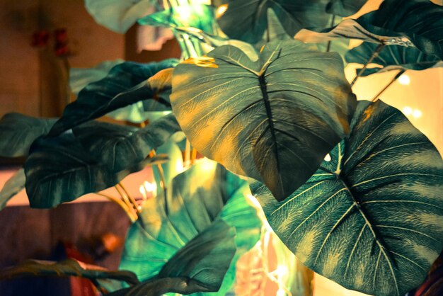 Photo vue rapprochée des feuilles de plantes en pot de couleur verte extravagante