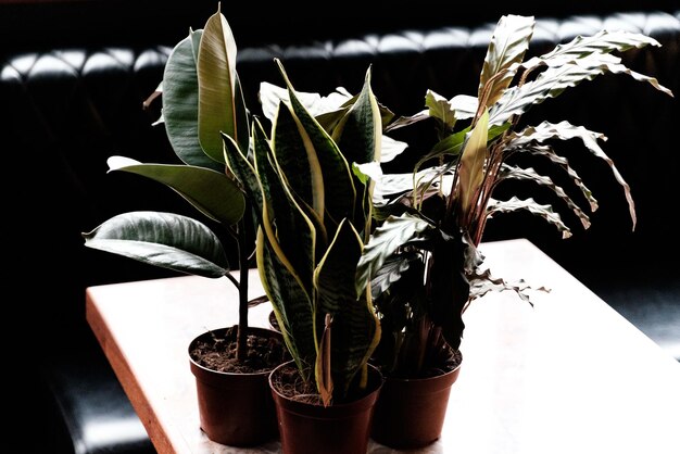 Photo vue rapprochée des feuilles de plantes en pot