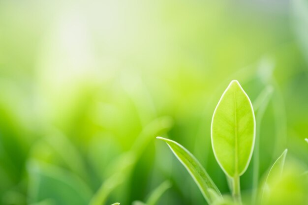 Vue rapprochée des feuilles de plantes vertes fraîches sur terre