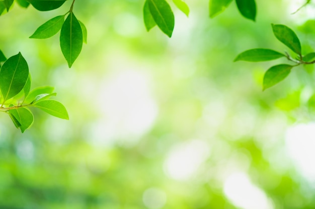 Photo vue rapprochée des feuilles des plantes