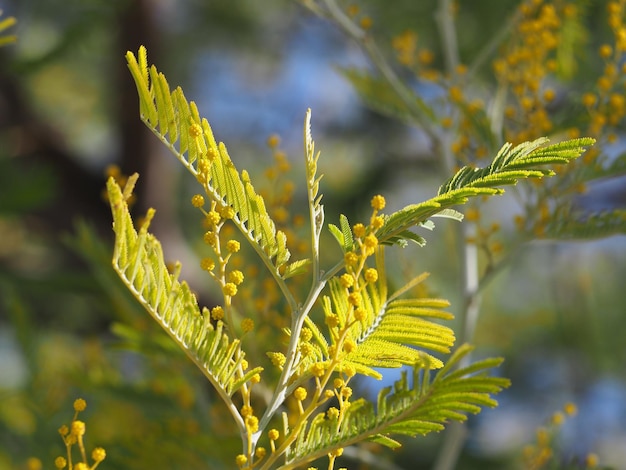 Photo vue rapprochée des feuilles des plantes