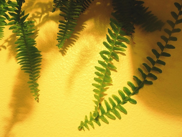 Photo vue rapprochée des feuilles qui poussent sur le mur jaune