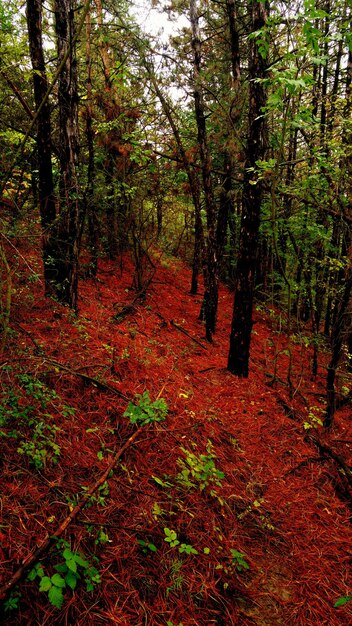 Photo vue rapprochée des feuilles rouges sur l'arbre