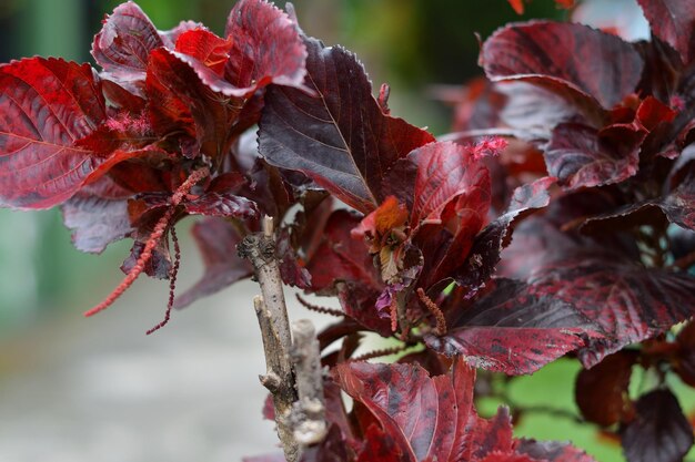 Photo vue rapprochée des feuilles rouges de la plante en automne