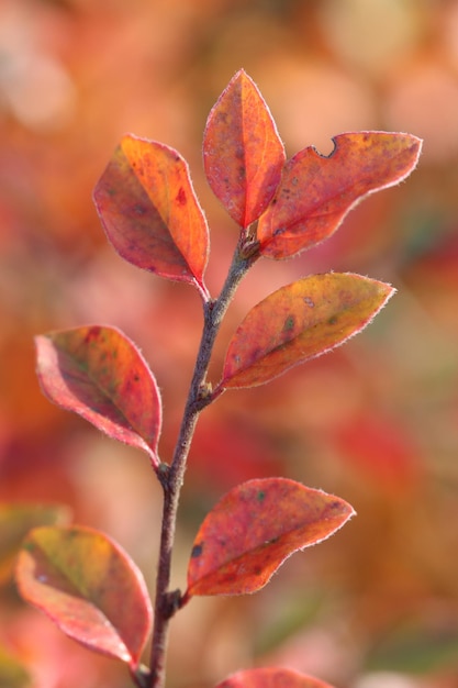 Vue rapprochée des feuilles rouges de la plante en automne