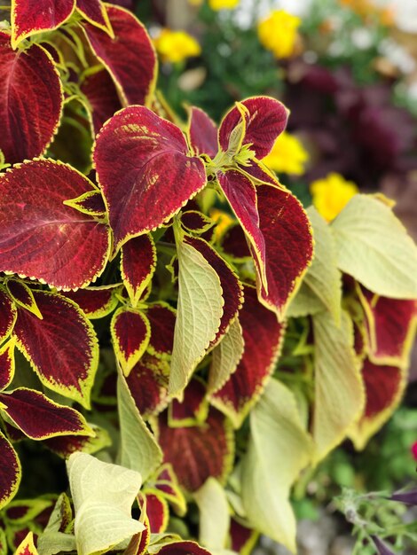 Photo vue rapprochée des feuilles rouges de la plante en automne