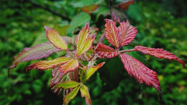 Photo vue rapprochée des feuilles rouges de la plante