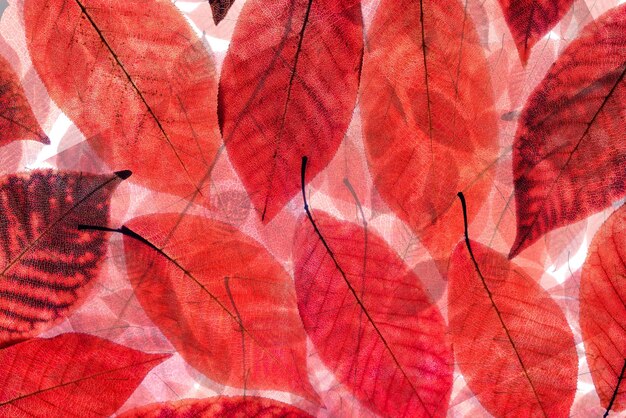 Photo vue rapprochée avec des feuilles rouges sur un sol blanc isolé