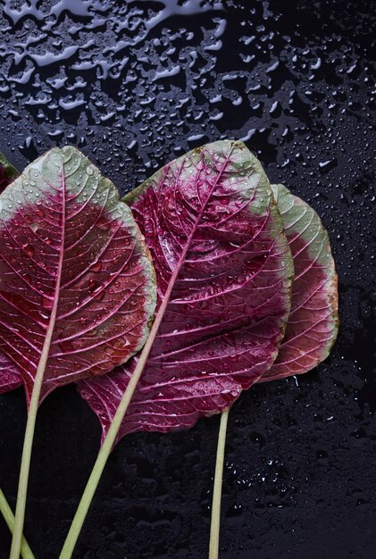 Photo vue rapprochée des feuilles rouges sur la table