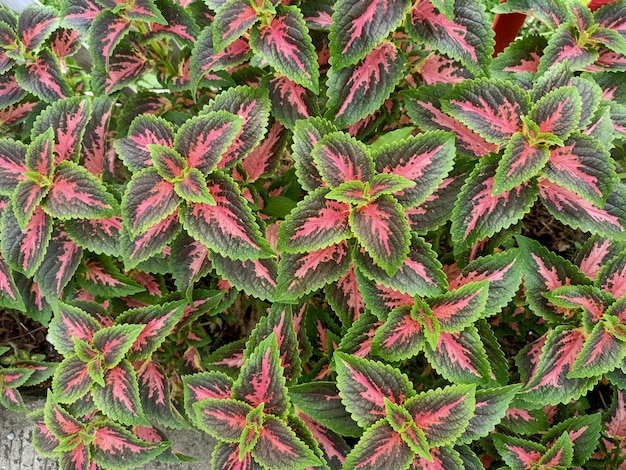 Vue rapprochée des feuilles rouges et vertes de la plante coleus