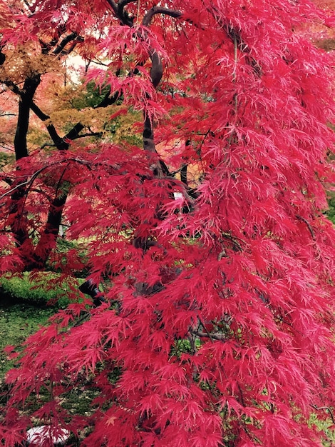 Photo vue rapprochée des feuilles rouges