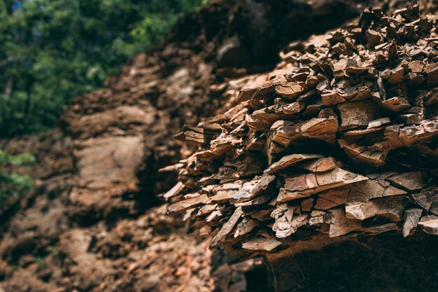 Photo vue rapprochée des feuilles séchées sur le bois dans la forêt