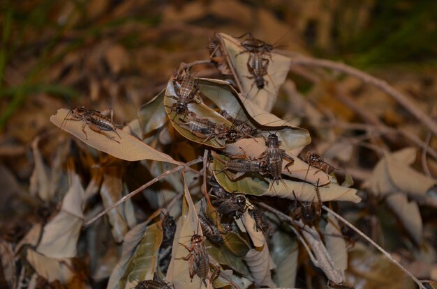 Photo vue rapprochée des feuilles séchées sur la plante