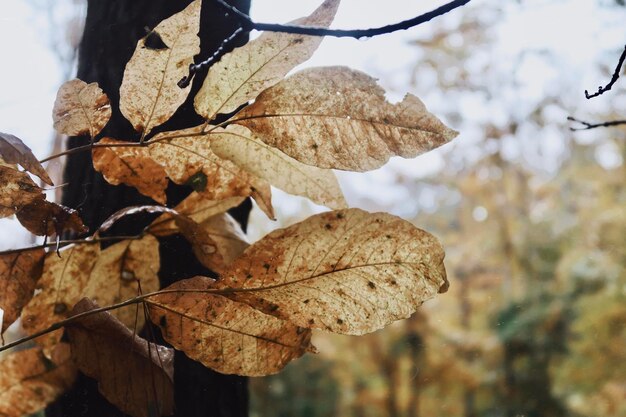 Photo vue rapprochée des feuilles séchées