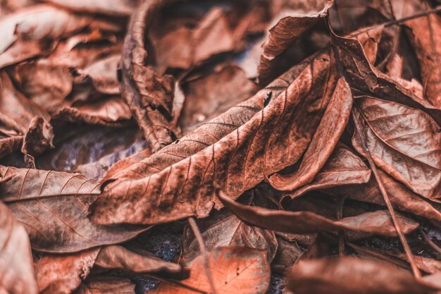 Photo vue rapprochée des feuilles séchées