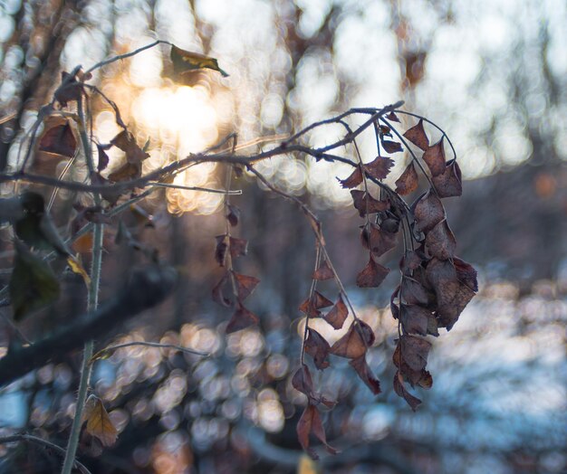 Photo vue rapprochée des feuilles sèches sur l'arbre