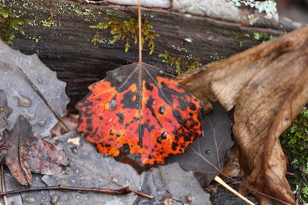 Vue rapprochée des feuilles sèches sur le bois