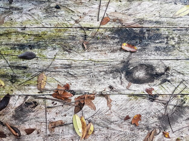 Vue rapprochée des feuilles sèches sur la branche