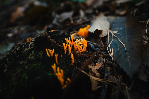 Photo vue rapprochée des feuilles sèches sur le champ