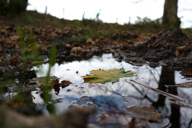 Vue rapprochée des feuilles sèches flottant sur l'eau