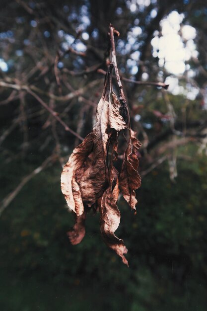 Vue rapprochée des feuilles sèches sur la plante