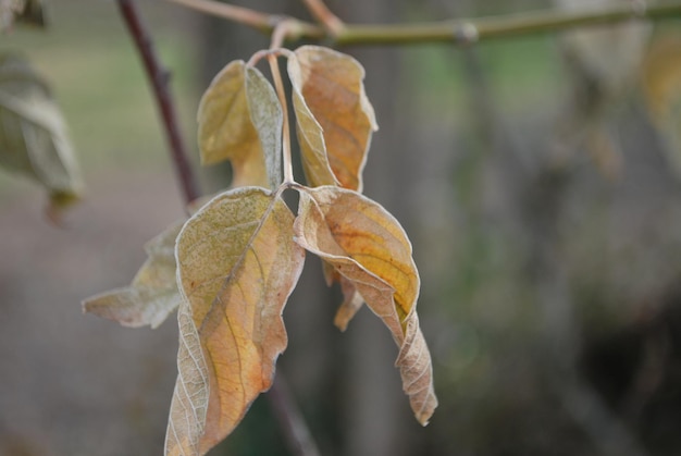 Photo vue rapprochée des feuilles sèches sur la plante