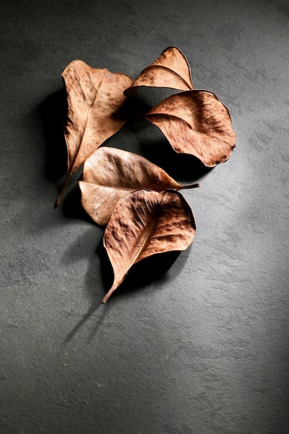 Vue rapprochée des feuilles sèches sur la table
